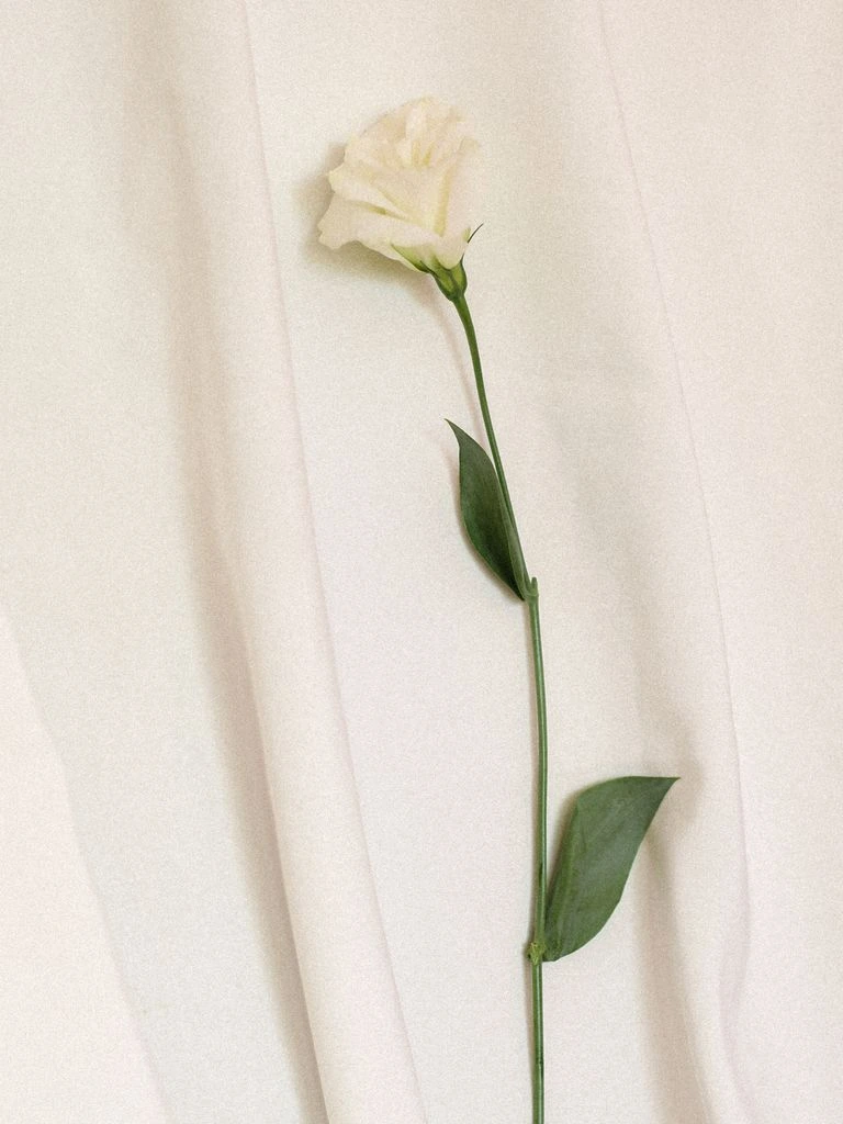 A single eucalyptus stem arranged in a small ceramic vessel, the Restorative membership's quiet monthly gesture.